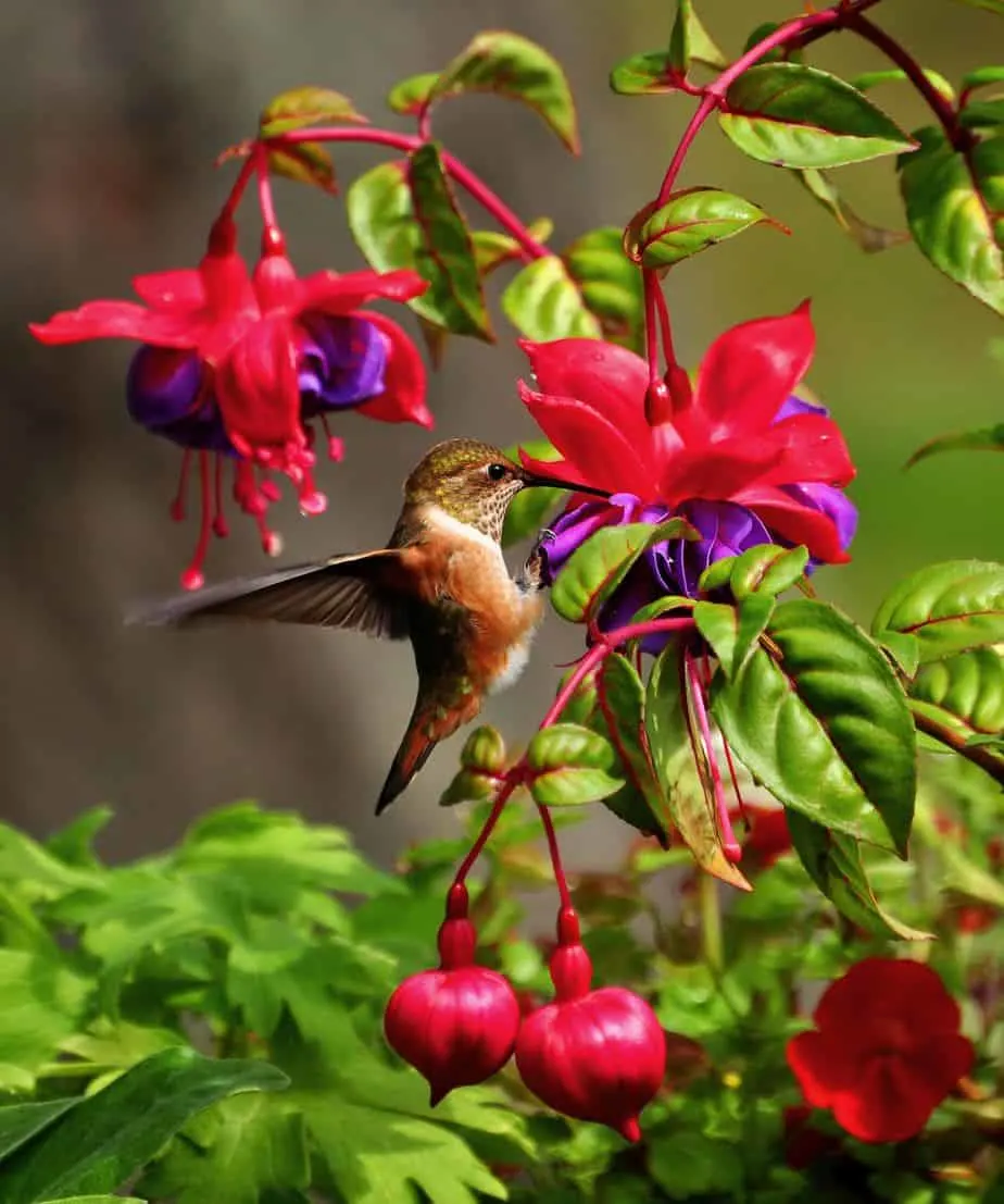 Designing a Low-Maintenance Hummingbird Garden with Perennials