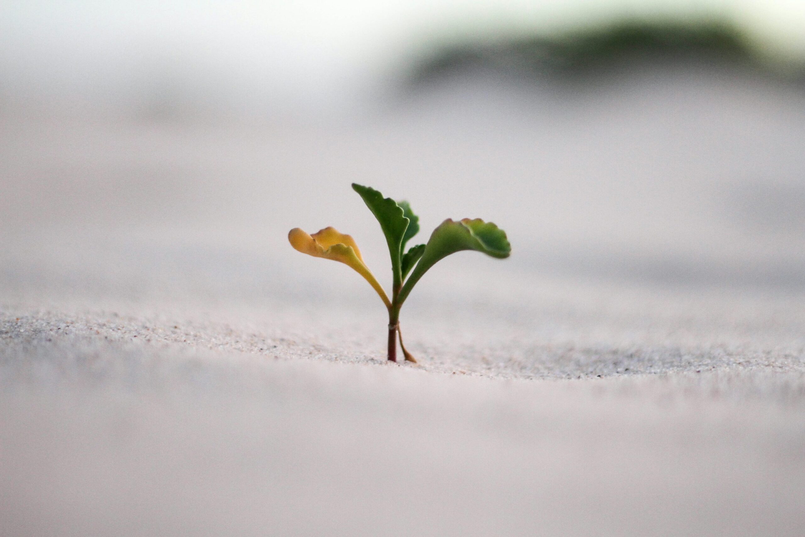 How to Develop a Growth Mindset